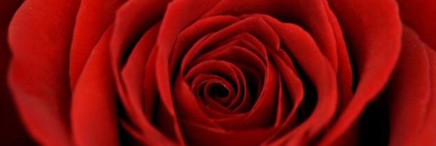 SingerMRose's profile banner image