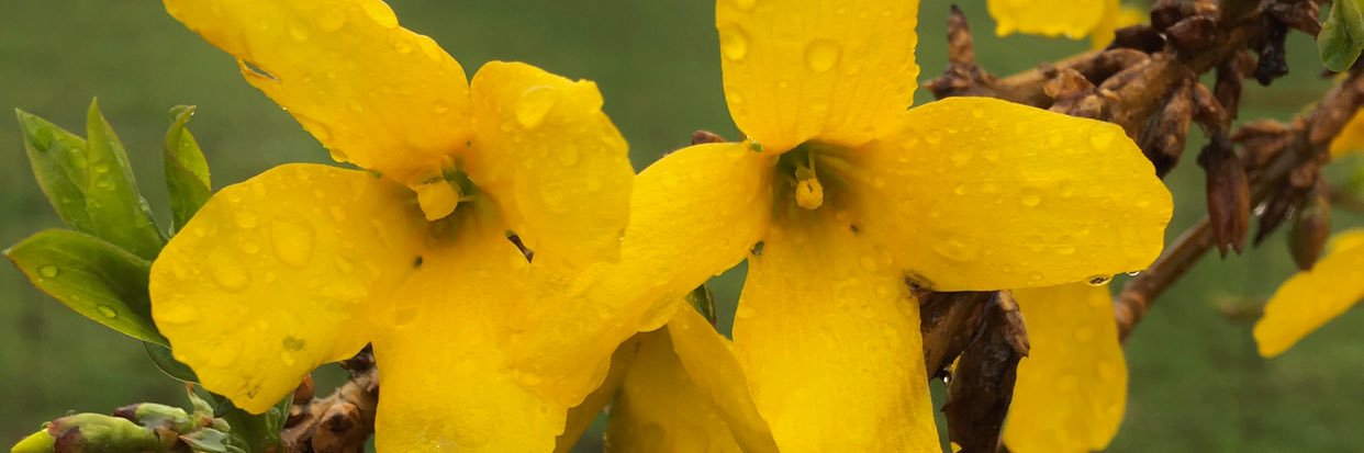 CPolczynski's profile banner image