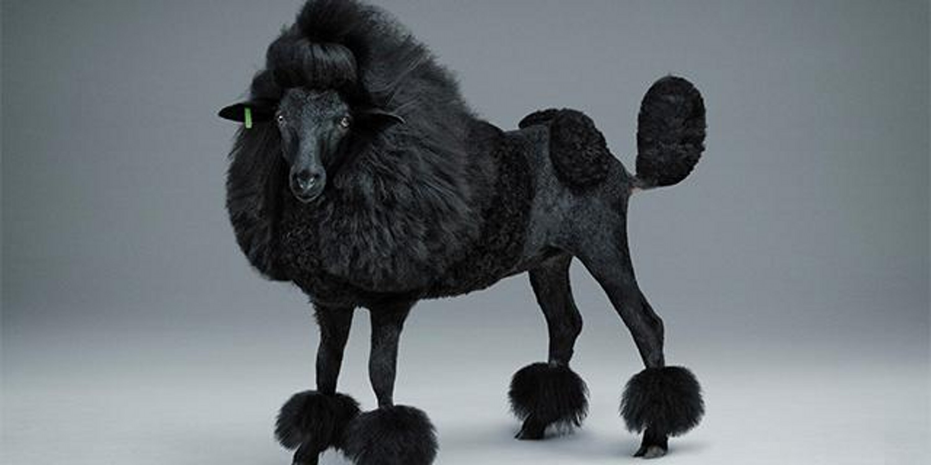 Black Sheep Bookkeep banner