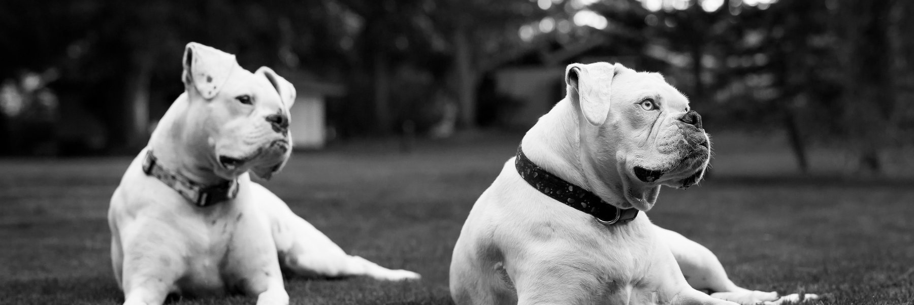 bnicolh's profile banner image