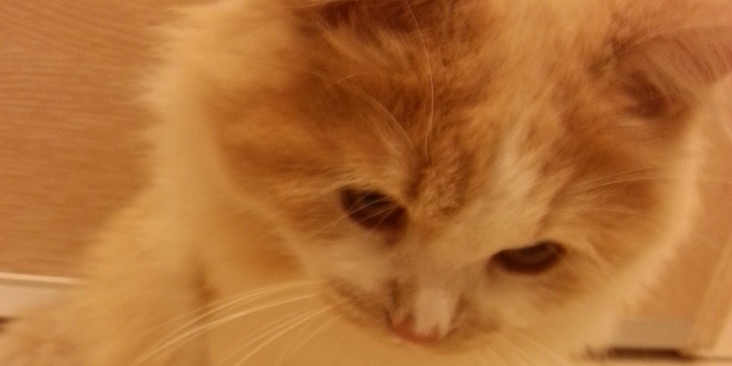 Lale Tüsüz Totoş banner