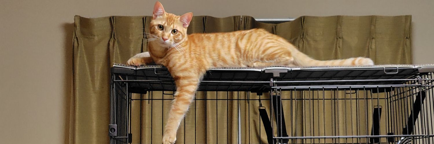 みっち(写真:日本唯一の狛猫さん) banner