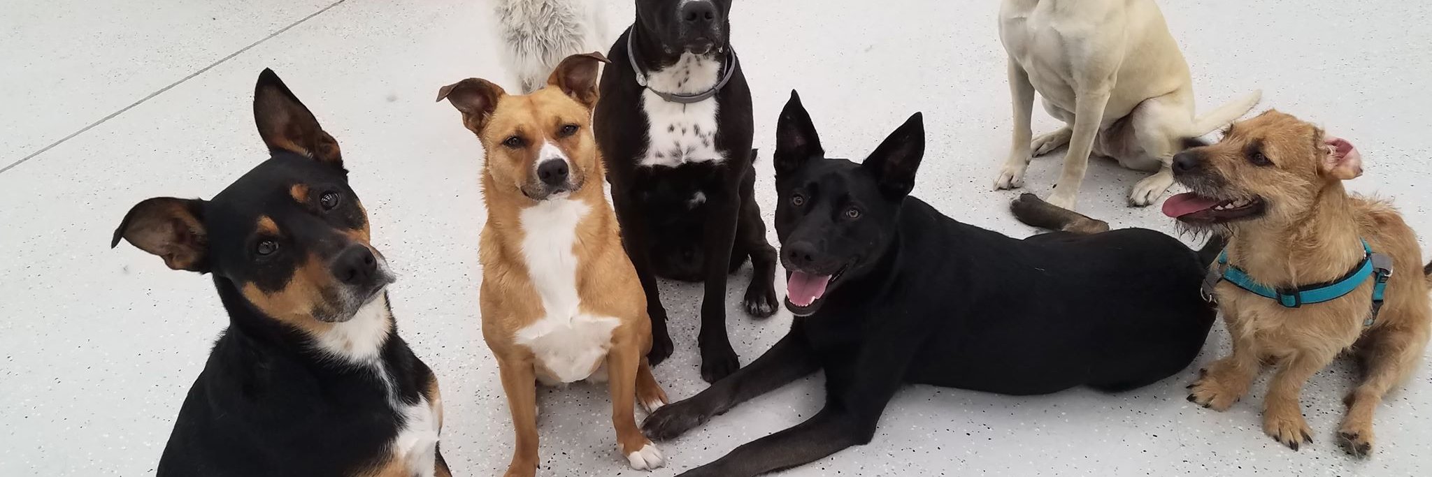 NoBarksAboutIt's profile banner image