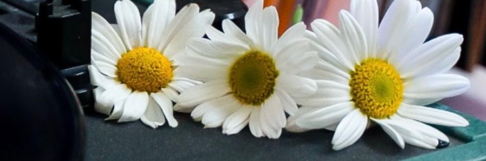 giulia_muti's profile banner image