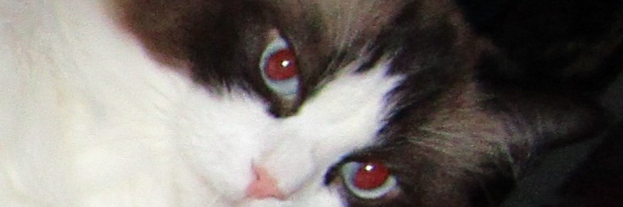 julesruekat's profile banner image