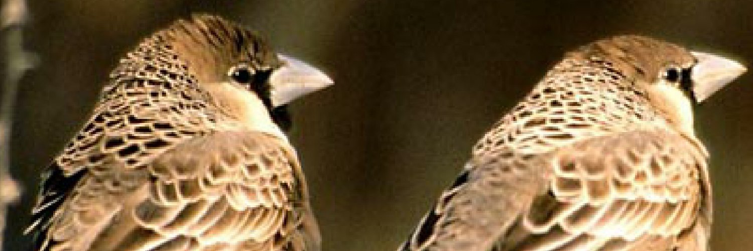 MusteeLawal's profile banner image