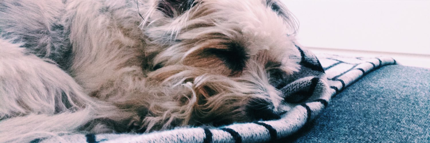 bebie's profile banner image