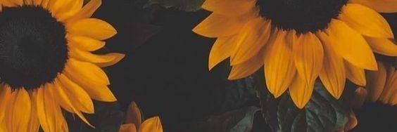 dianchelinn's profile banner image