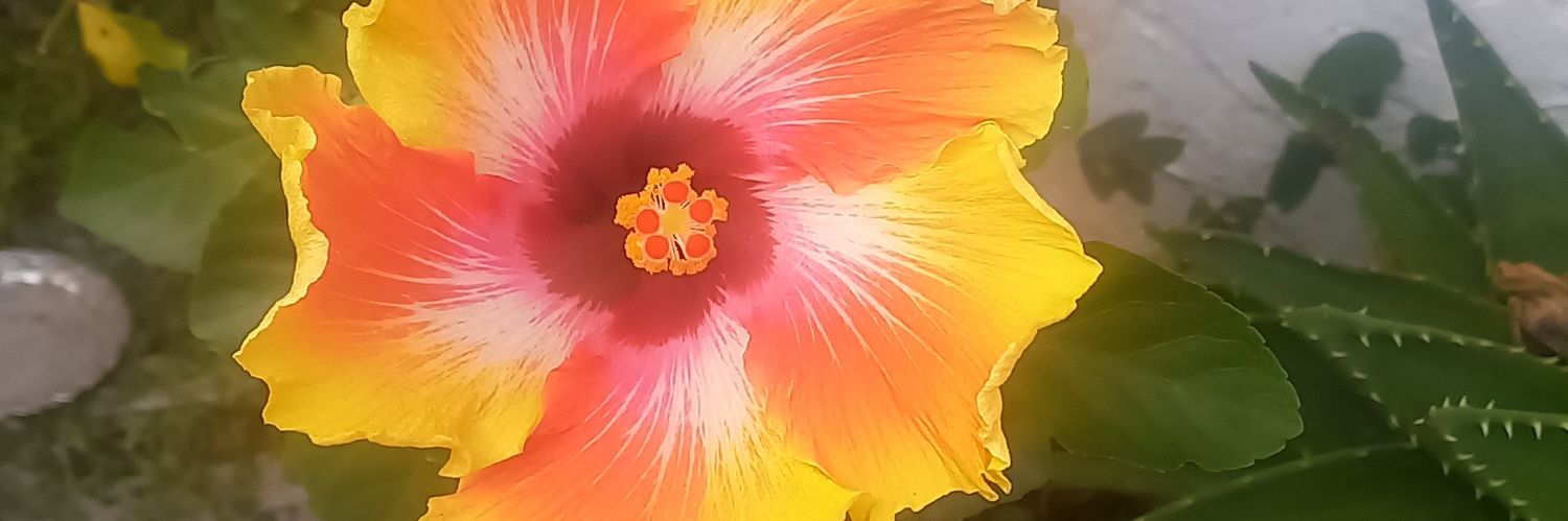 llaguno66's profile banner image