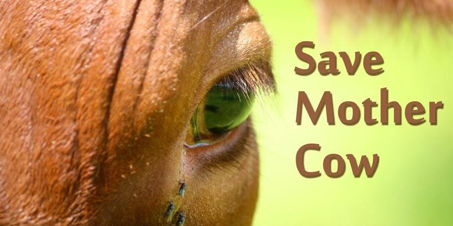 SaveMotherCow's profile banner image