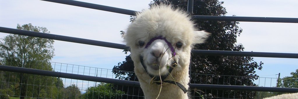 Rockchapalpacas's profile banner image