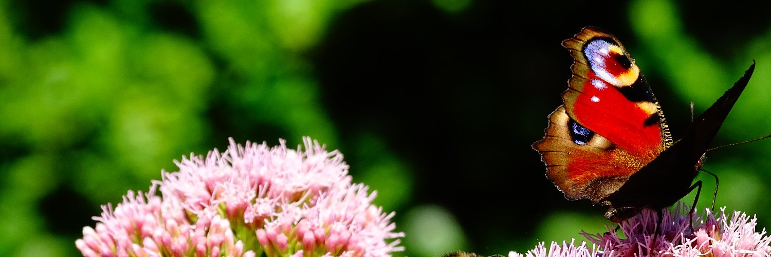 majamanner's profile banner image