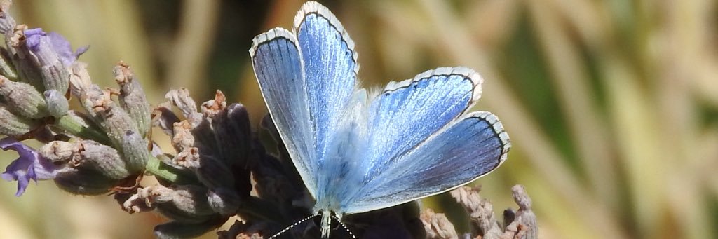 diybirders's profile banner image