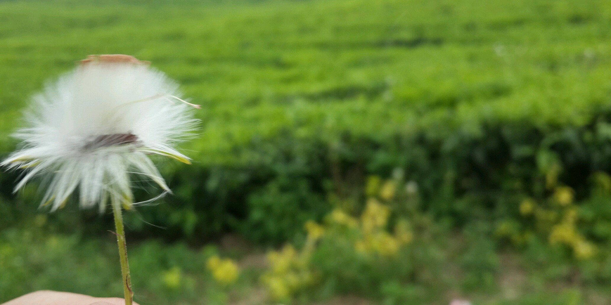 Ricky Chen banner