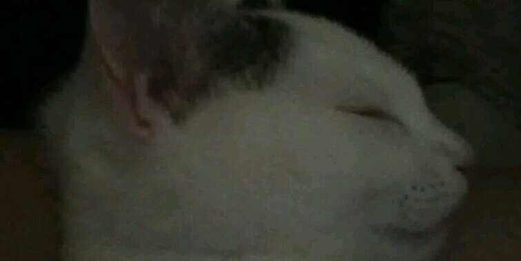 SnowballBethany's profile banner image