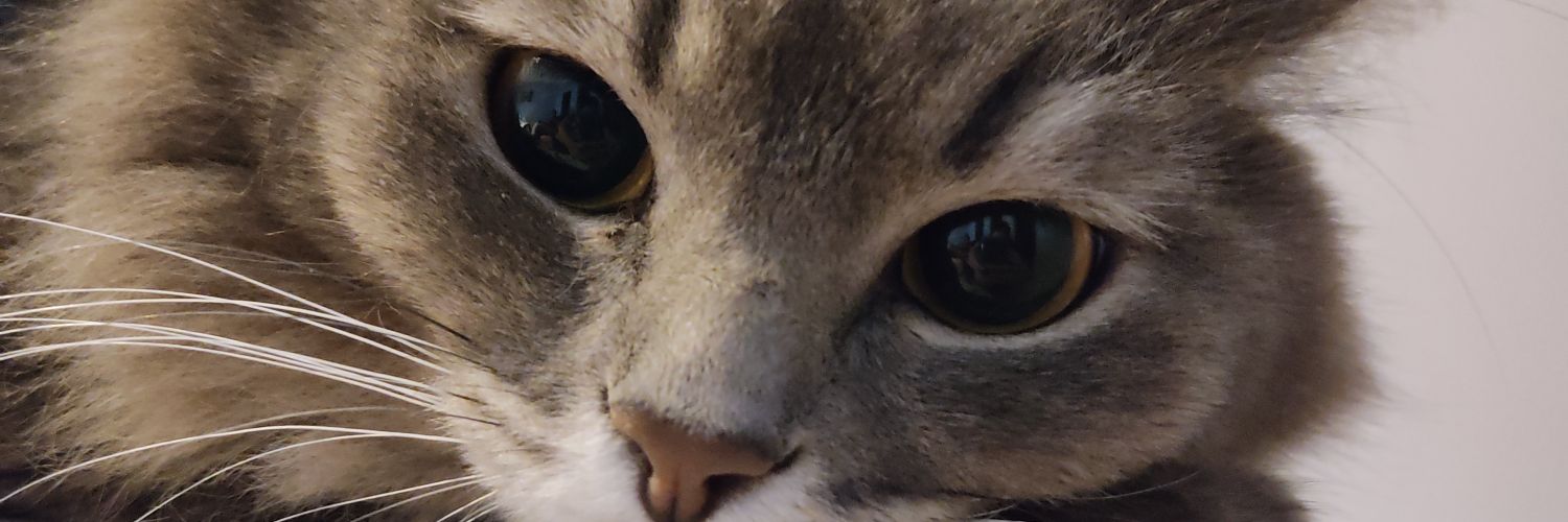 isabeele__'s profile banner image