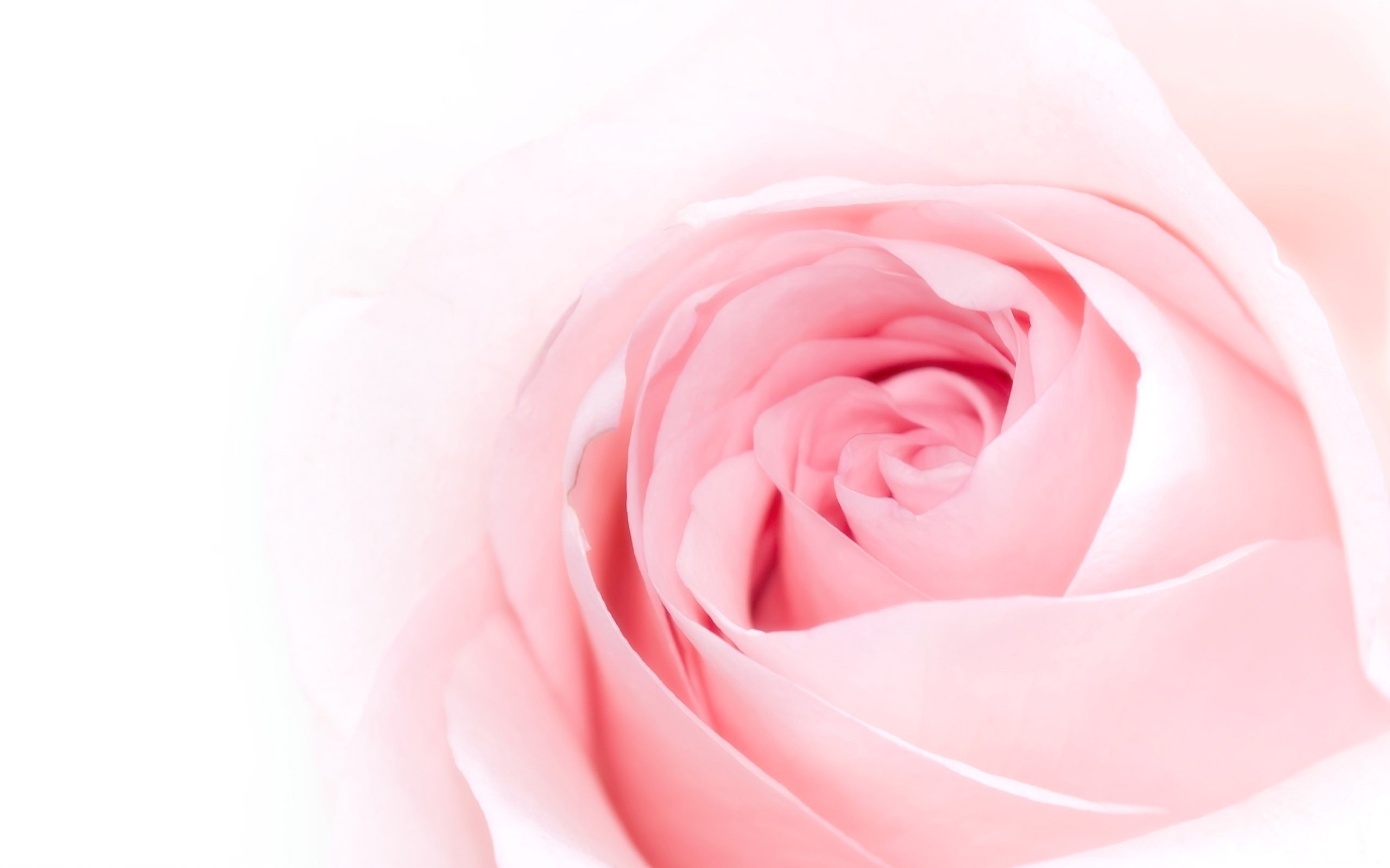 stebela5's profile banner image