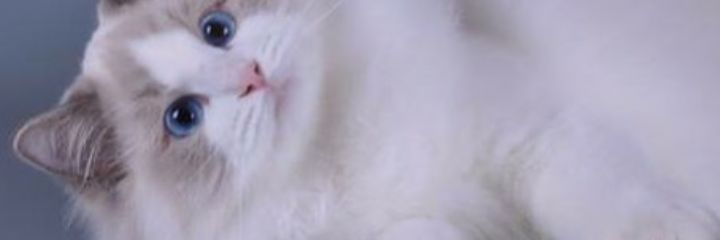 OhhEdora's profile banner image