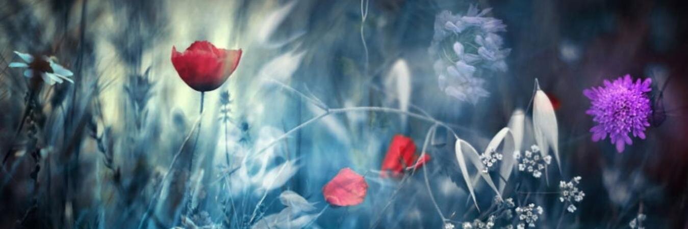EAVANabf's profile banner image