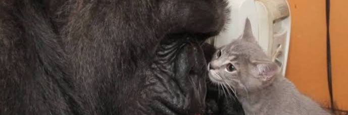 gorilla_no_coco's profile banner image