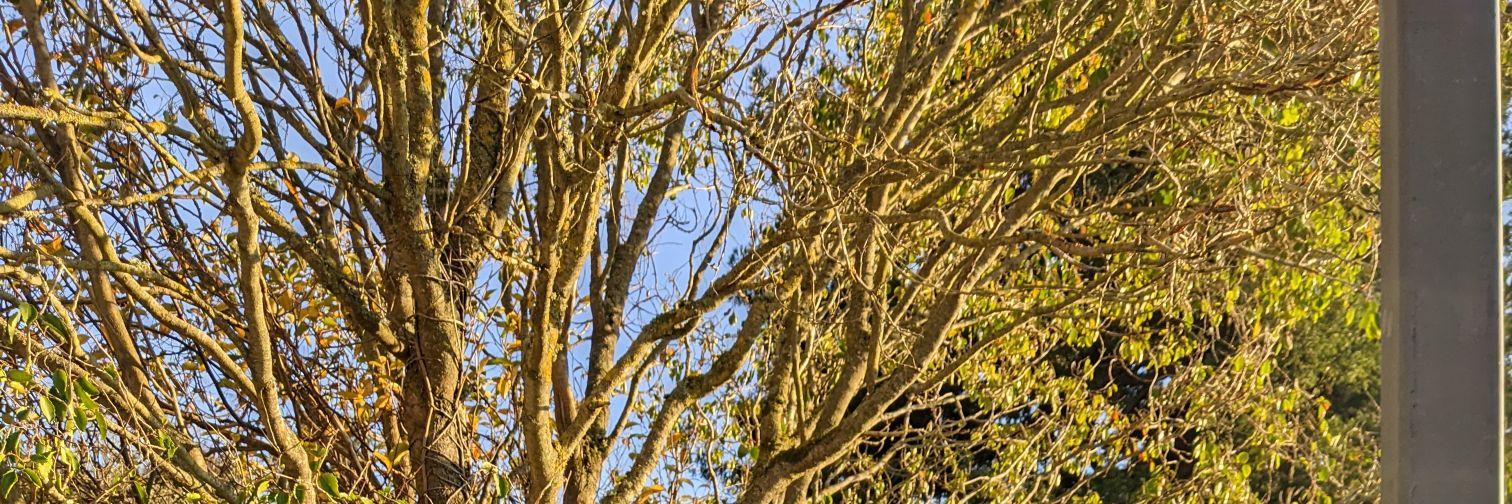 Temesgen Leta banner