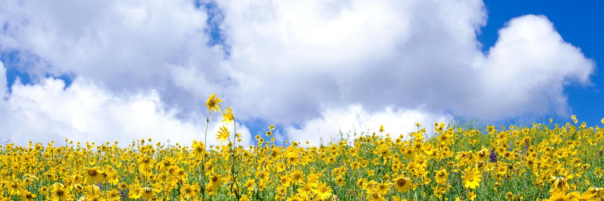 Be Clean Naturally banner