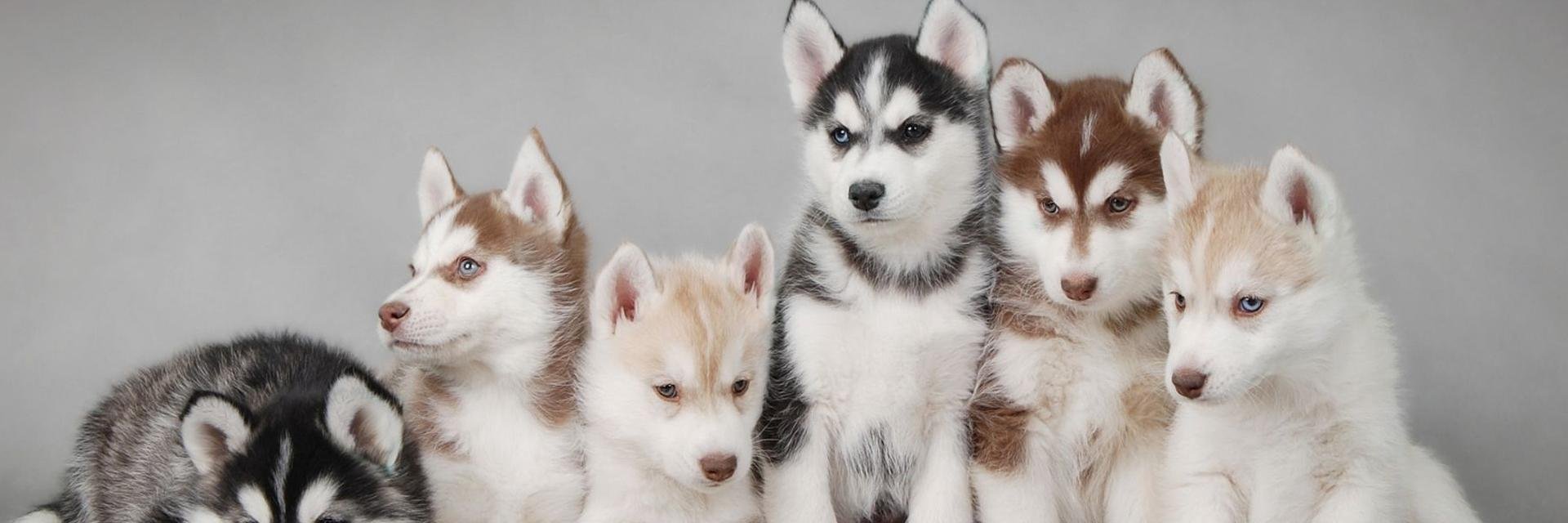 OhMyHusky's profile banner image