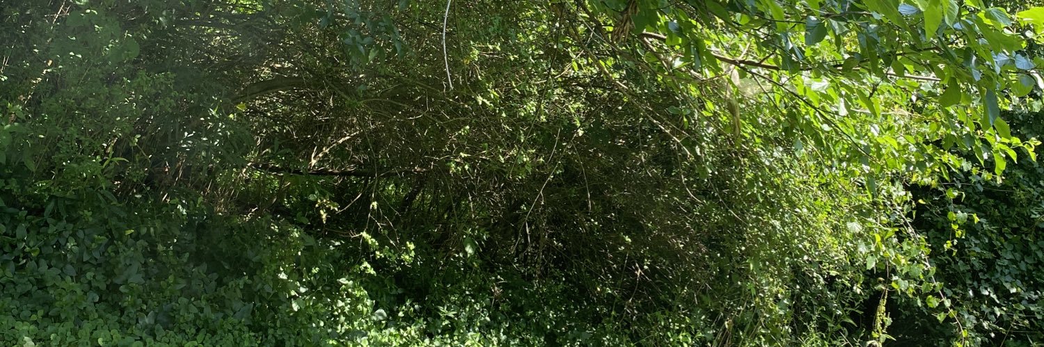 1PlantBasedPapi's profile banner image