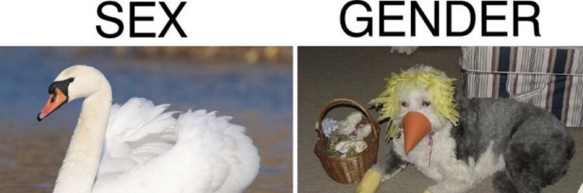 Silverback 🦍 banner