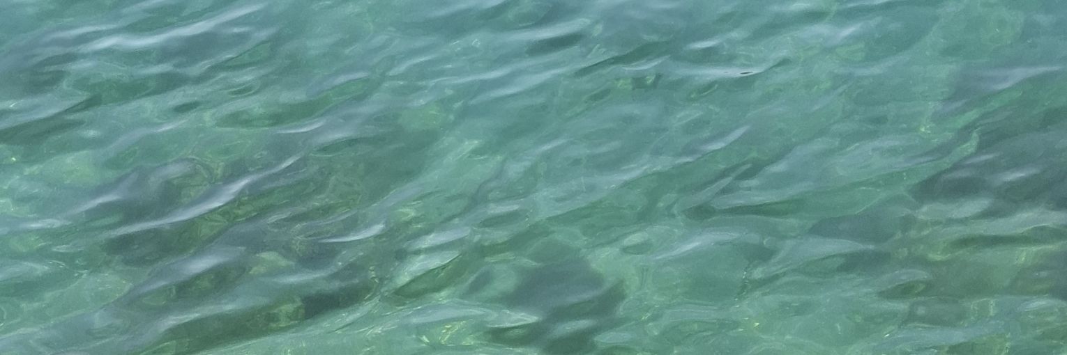 にいのひよこ banner