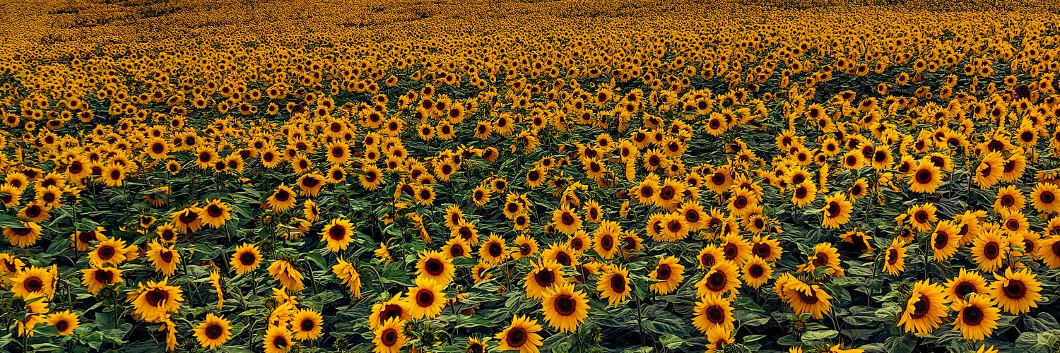Zo banner
