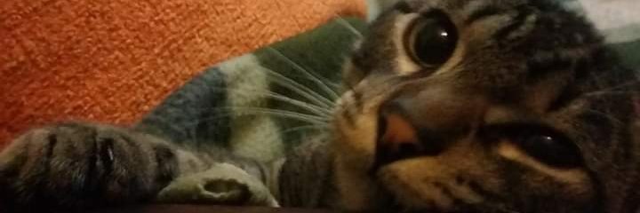 soniviag's profile banner image