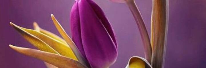 Alman0cturna's profile banner image