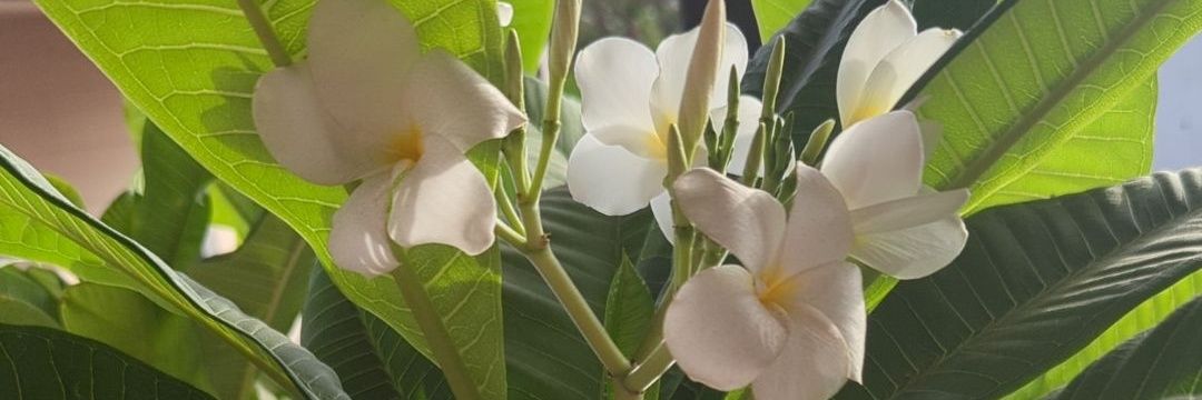 Tiala Tagaloa banner