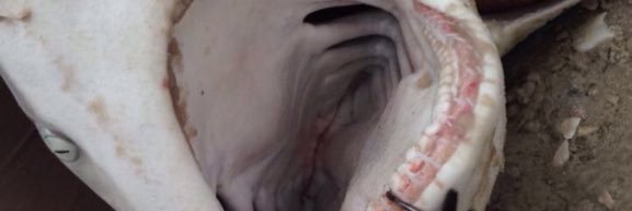 BrandonAllison_'s profile banner image