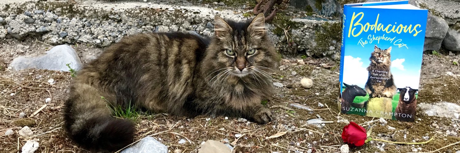 Bodacious the Shepherd Cat banner