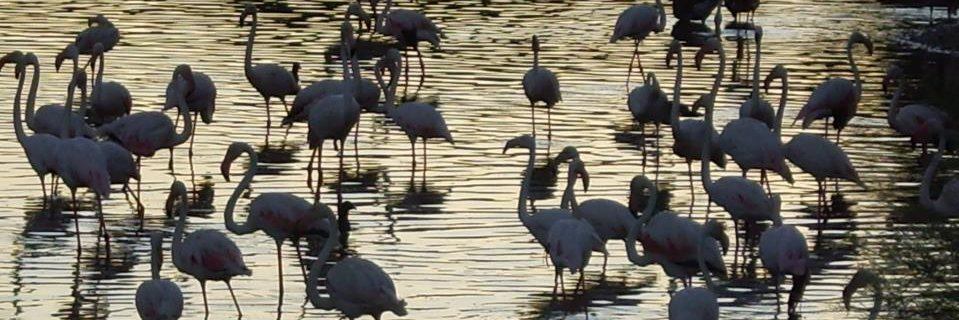 Manuel J. Márquez Moy banner