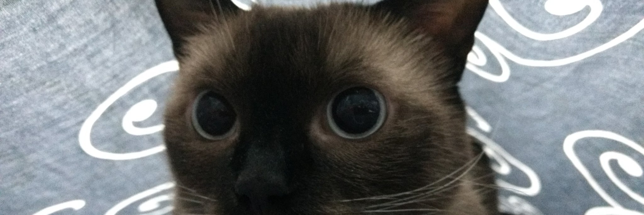 fjestrella's profile banner image