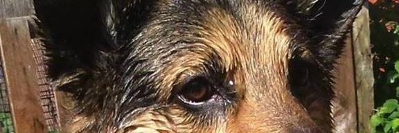 MudPieUK's profile banner image
