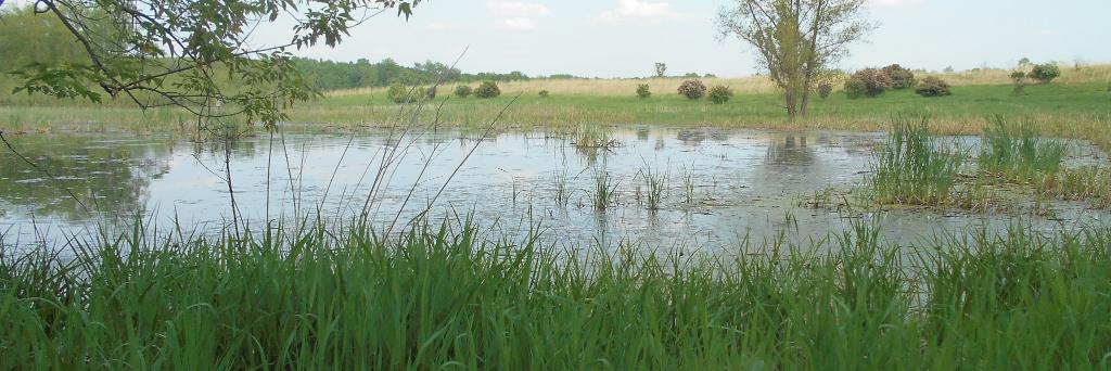 Patricia Thorne banner