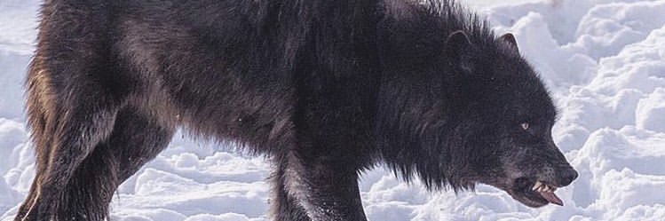 killwillnotbill's profile banner image