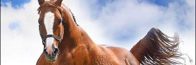 tkosebas's profile banner image