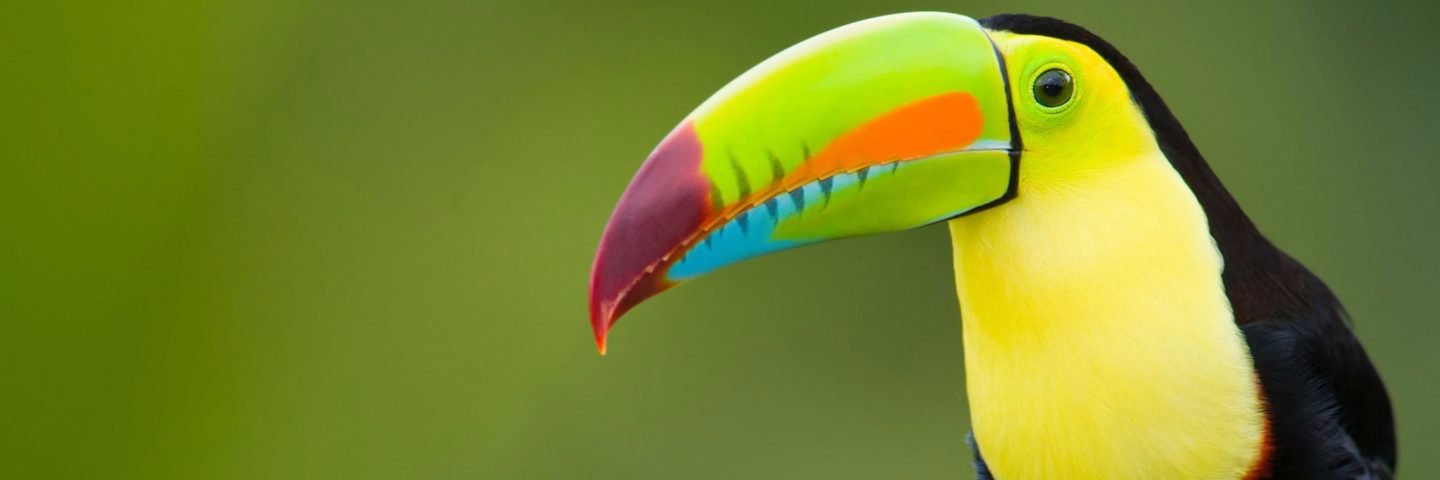 Partido Verde QRoo banner