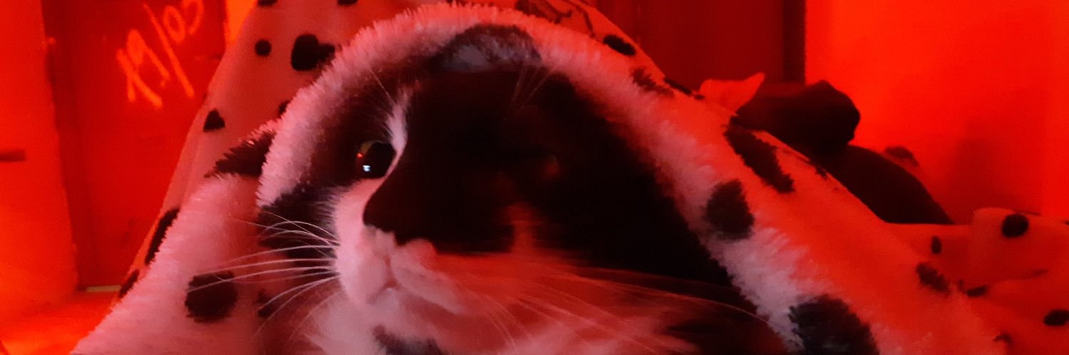 NaturalKillerh's profile banner image