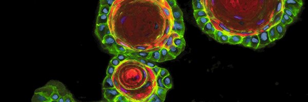 Dev_Cell Profile Banner