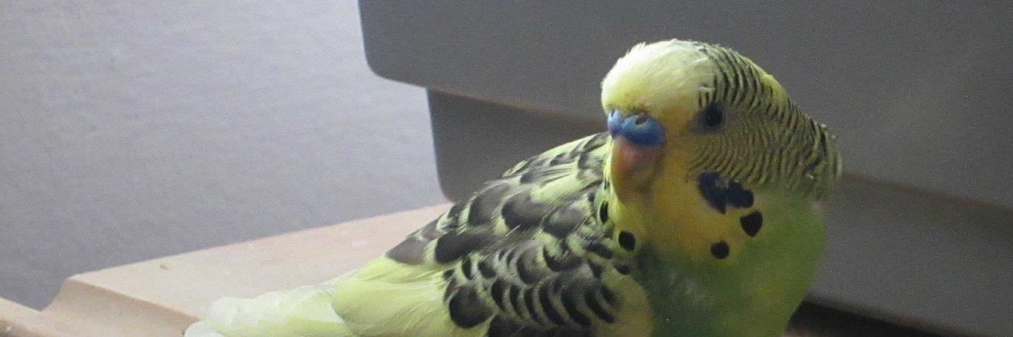 FinFinBudgie's profile banner image