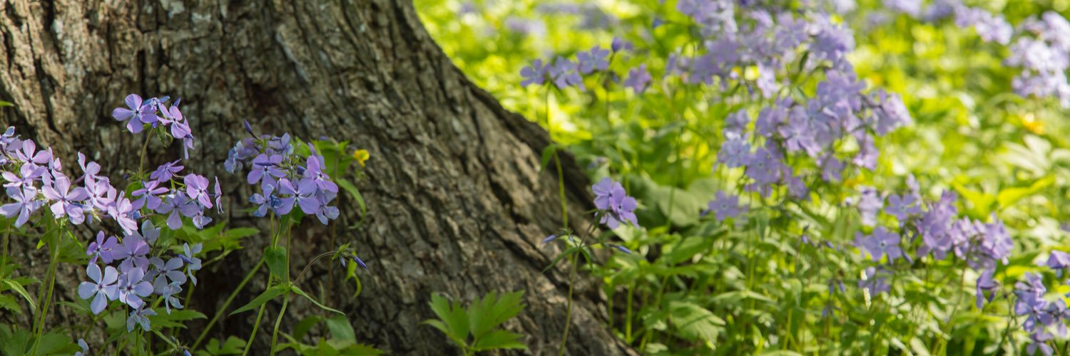 FPD365's profile banner image