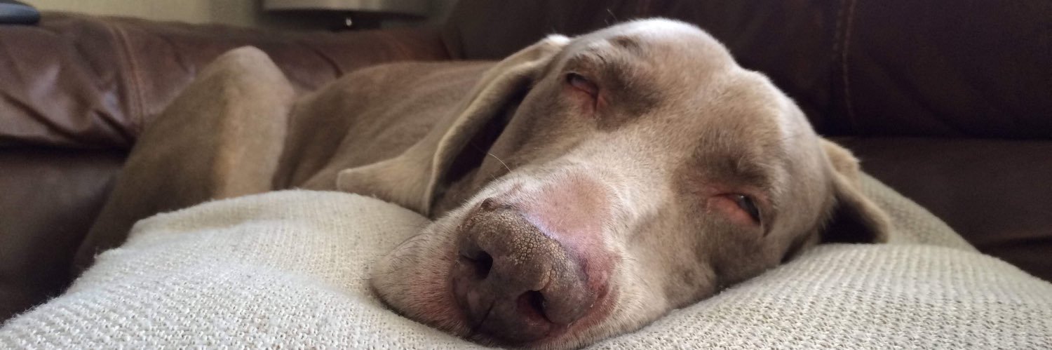 Emma Warrener banner