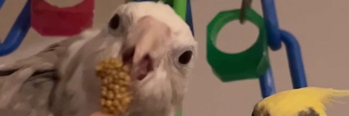 bean_dippy's profile banner image