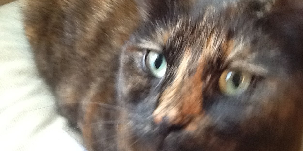 OwlAndKitster's profile banner image